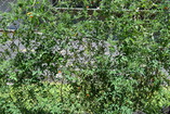 DSC_1832.JPG